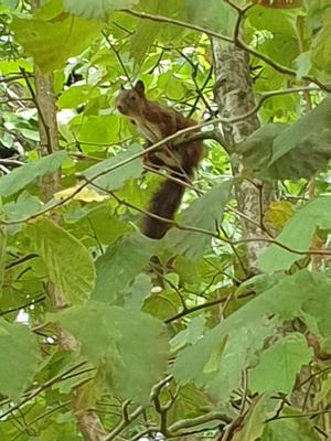 Baum mit Eichhörnchen