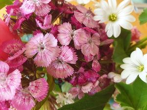 Sommerblumen